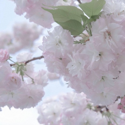 镇远福瑞交流群